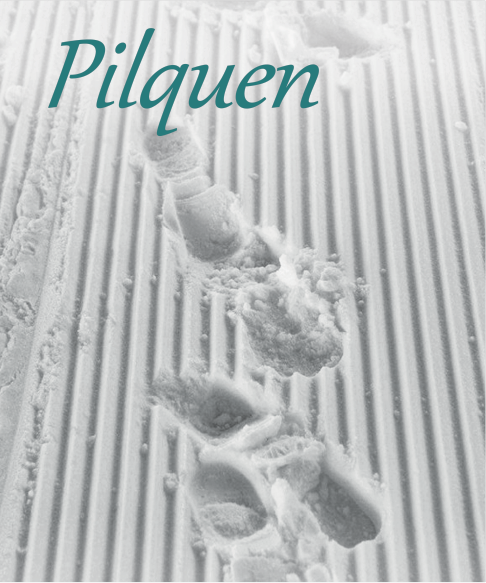 pilquen